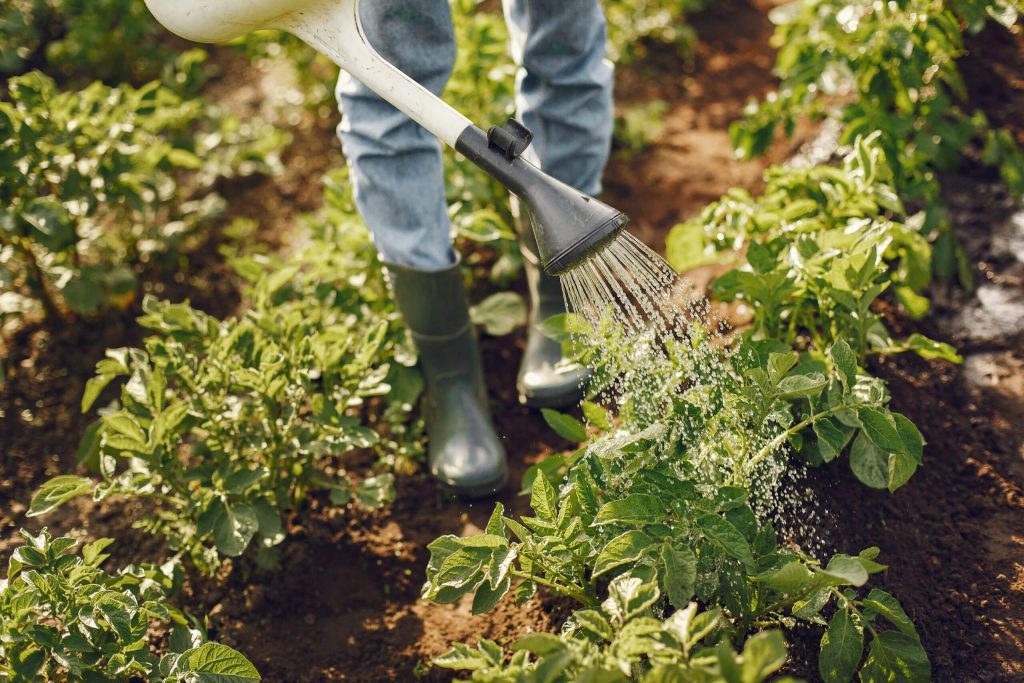 A person watering the plant